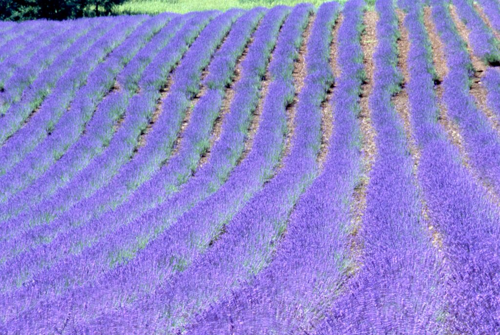 夏の大地　2007ファーム富田