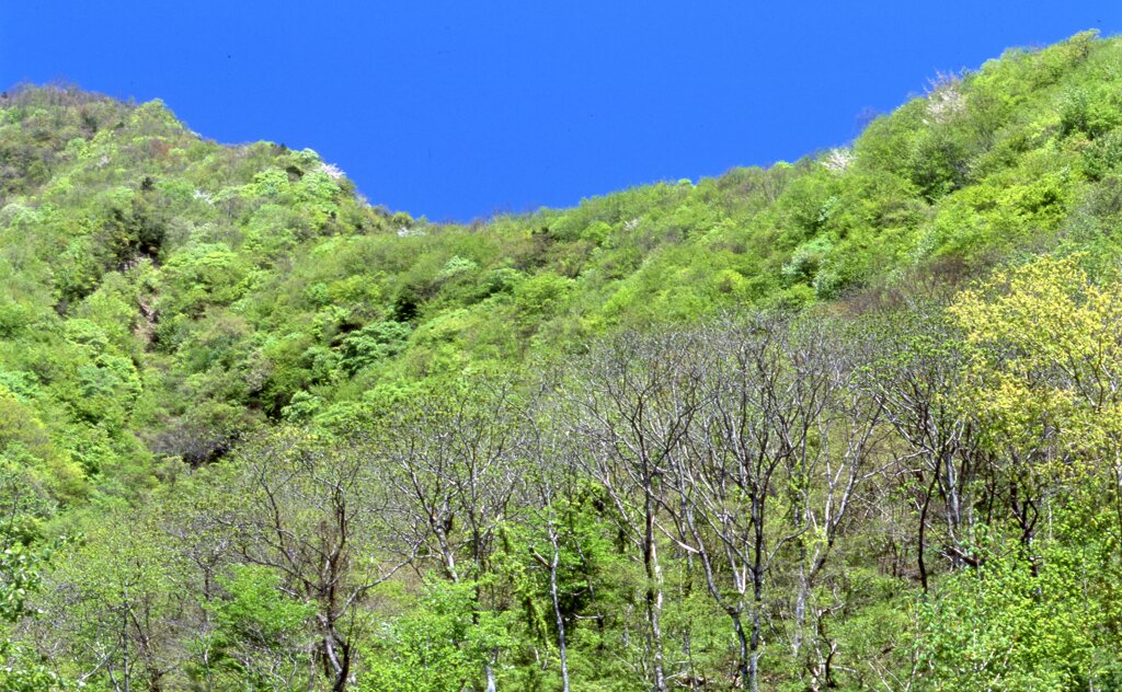 山萌ゆる  山梨県白州町