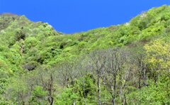 山萌ゆる  山梨県白州町