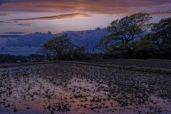 稲原の夕景