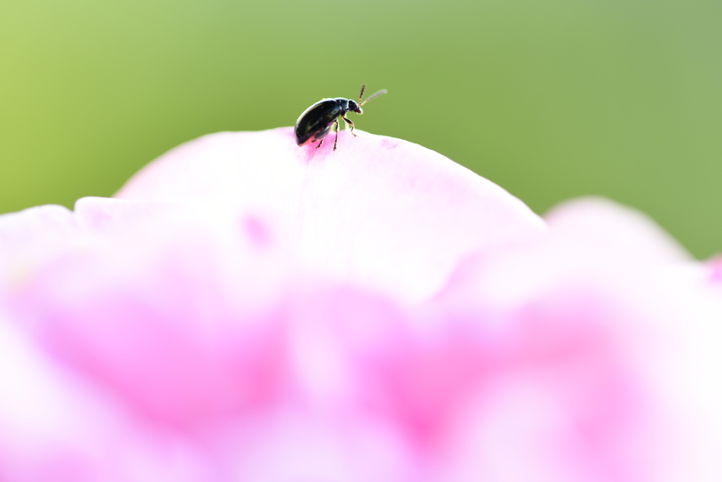訪問虫13　薔薇　ルリマルノミハムシ