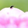 訪問虫13　薔薇　ルリマルノミハムシ