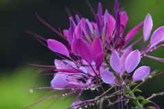 夏花の雫