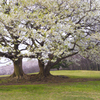 桜咲く4月