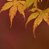 秋虫