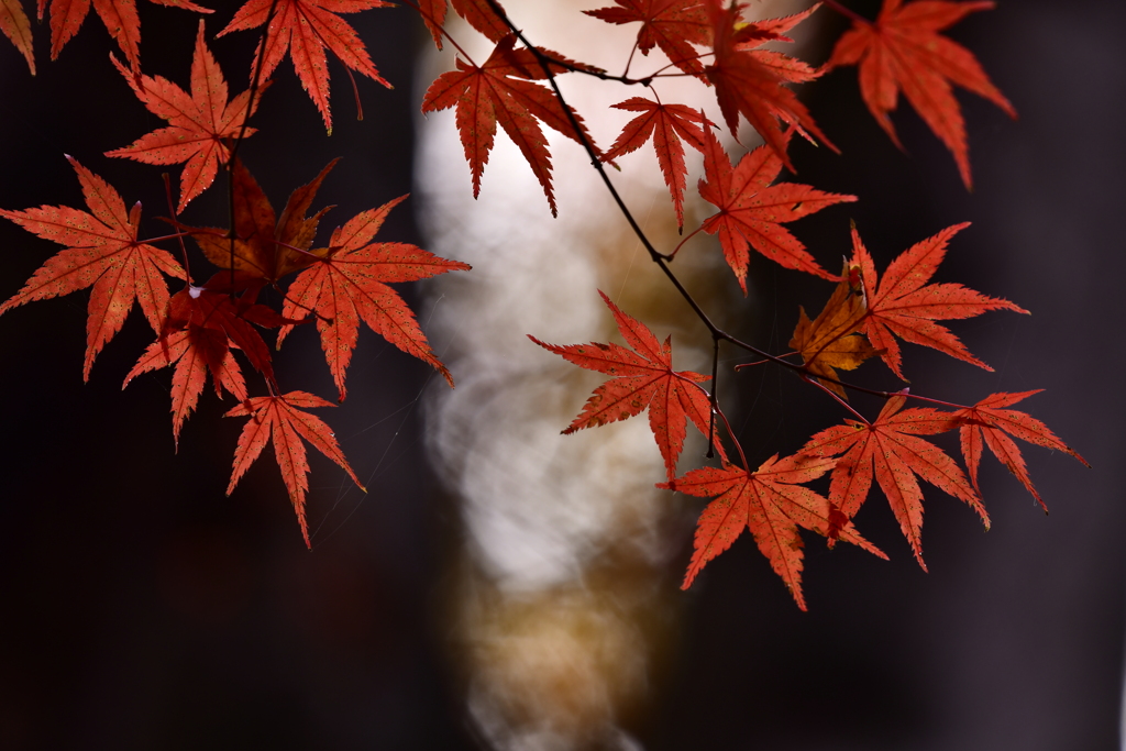 紅秋の旋律