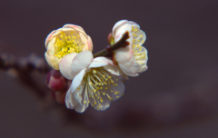 花004