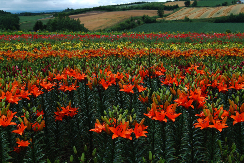 大地の花畑　　2005北海道富良野