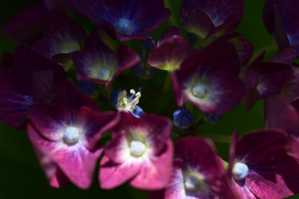 紫陽花の心