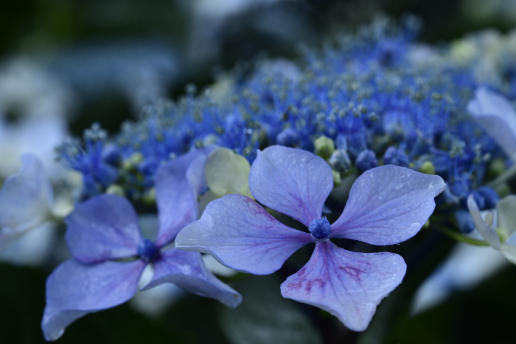 紫陽花の心Ⅲ