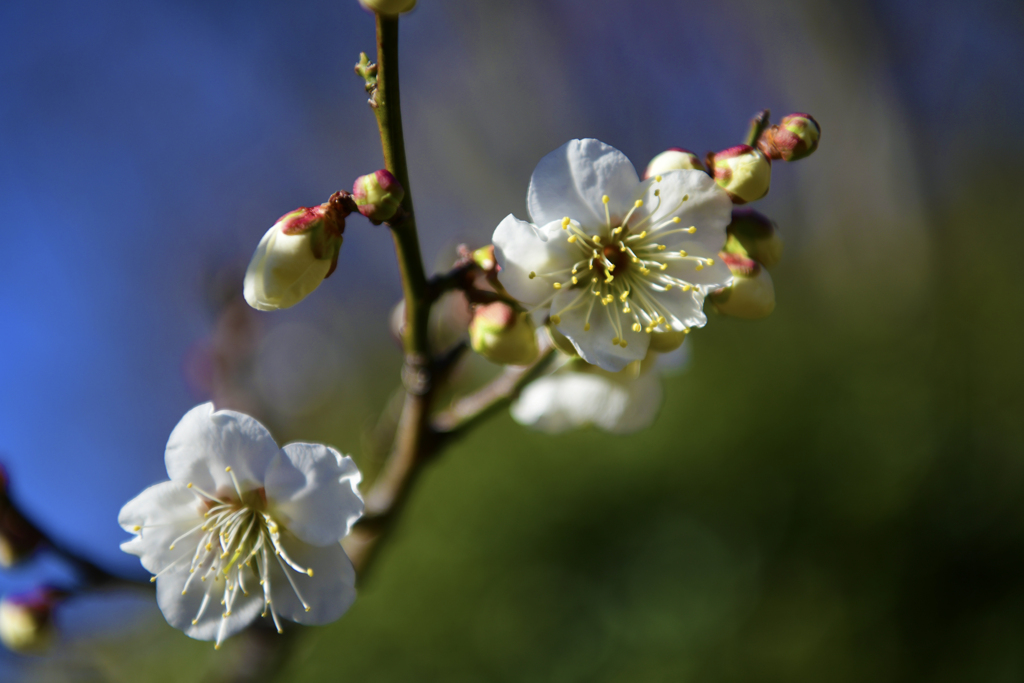 花　白梅001