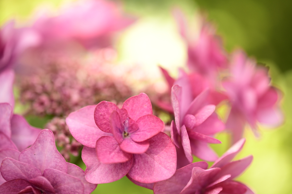 紫陽花の心Ⅳ