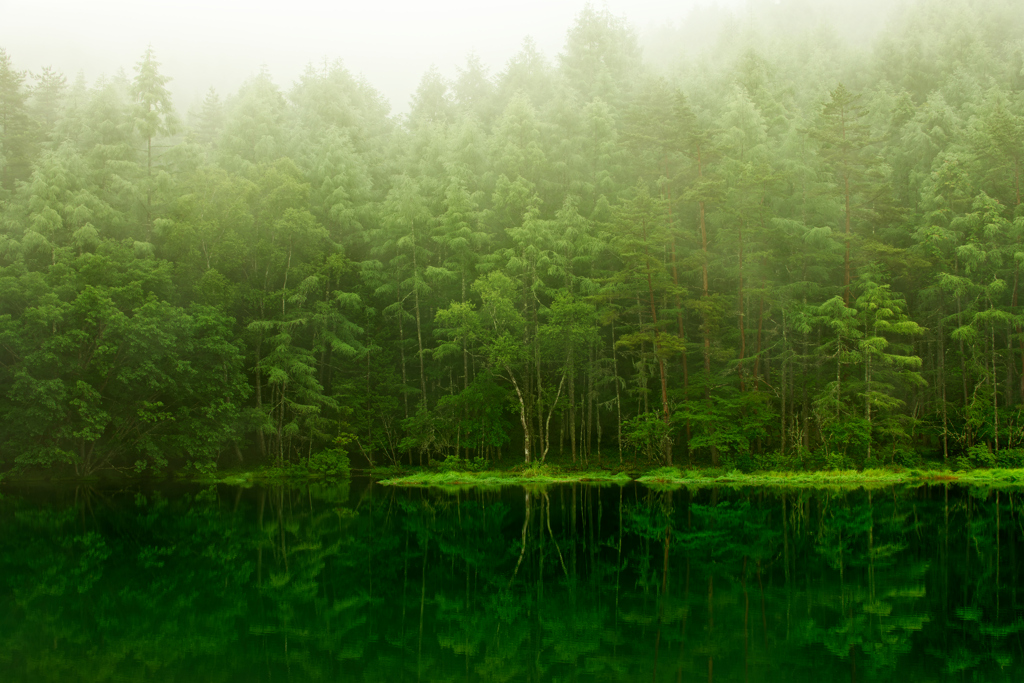 精霊の森