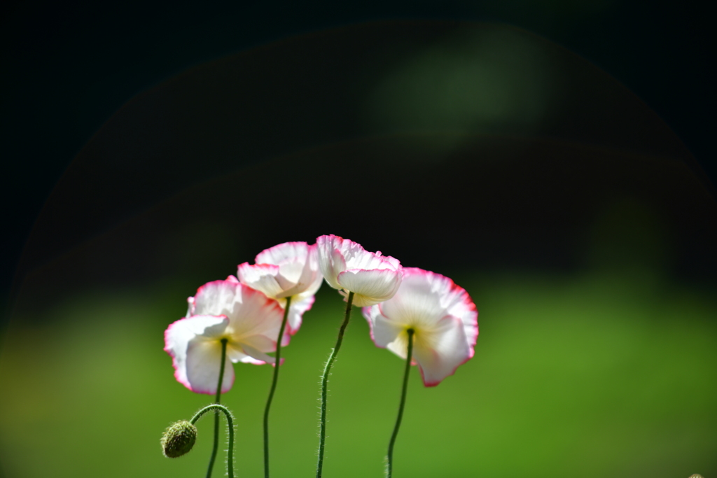 憐花清純