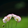 憐花清純
