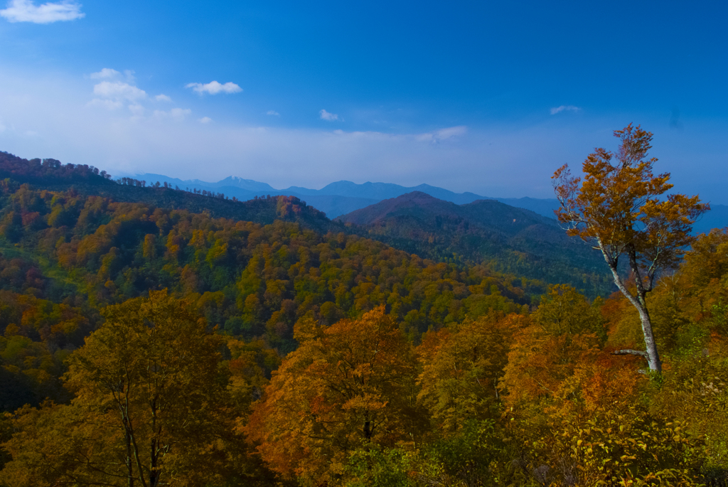 ブナ紅葉　長野県鎌池周辺