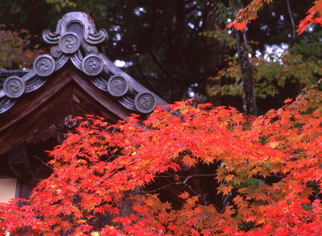 2002京都西明寺001