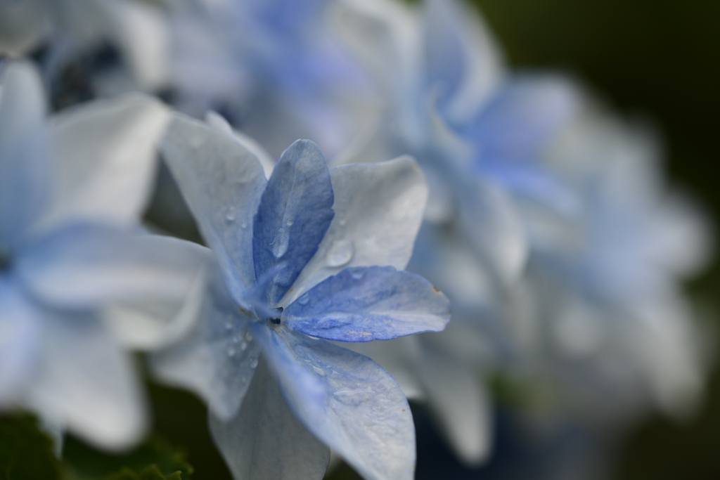 紫陽花の心Ⅶ