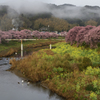 春の青野川　河津桜Ⅱ