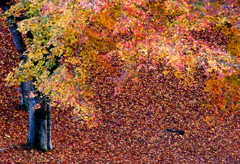 秋薫Ⅱ　2007伊豆修善寺自然公園