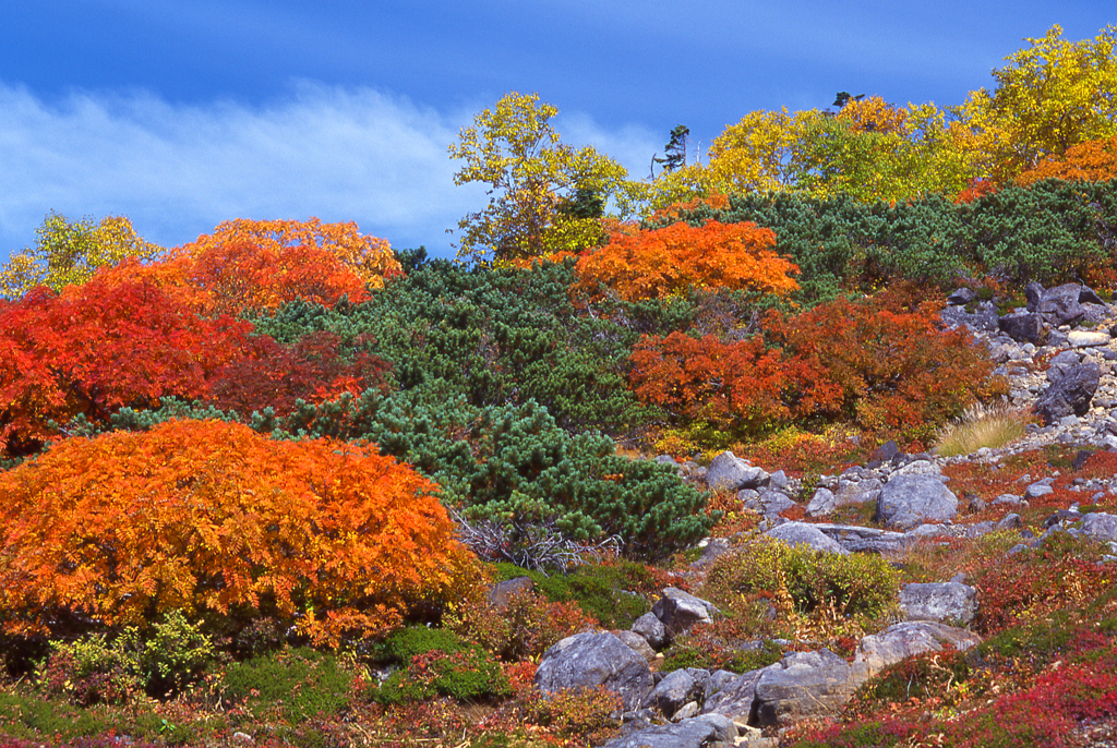 2004乗鞍紅葉001