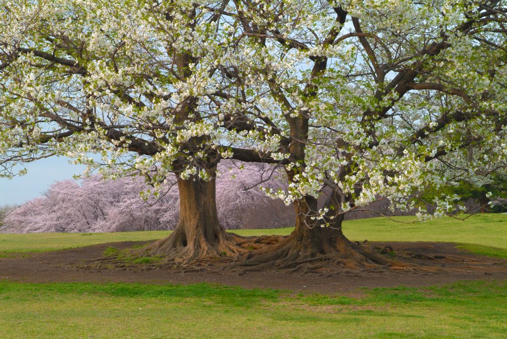 春爛漫　2005根岸森林公園