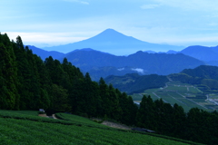 茶畑の蒼富士
