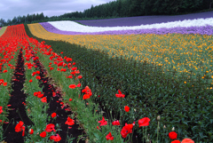 2005北海道富良野ファーム富田003