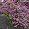 春堤の道　河津桜Ⅰ