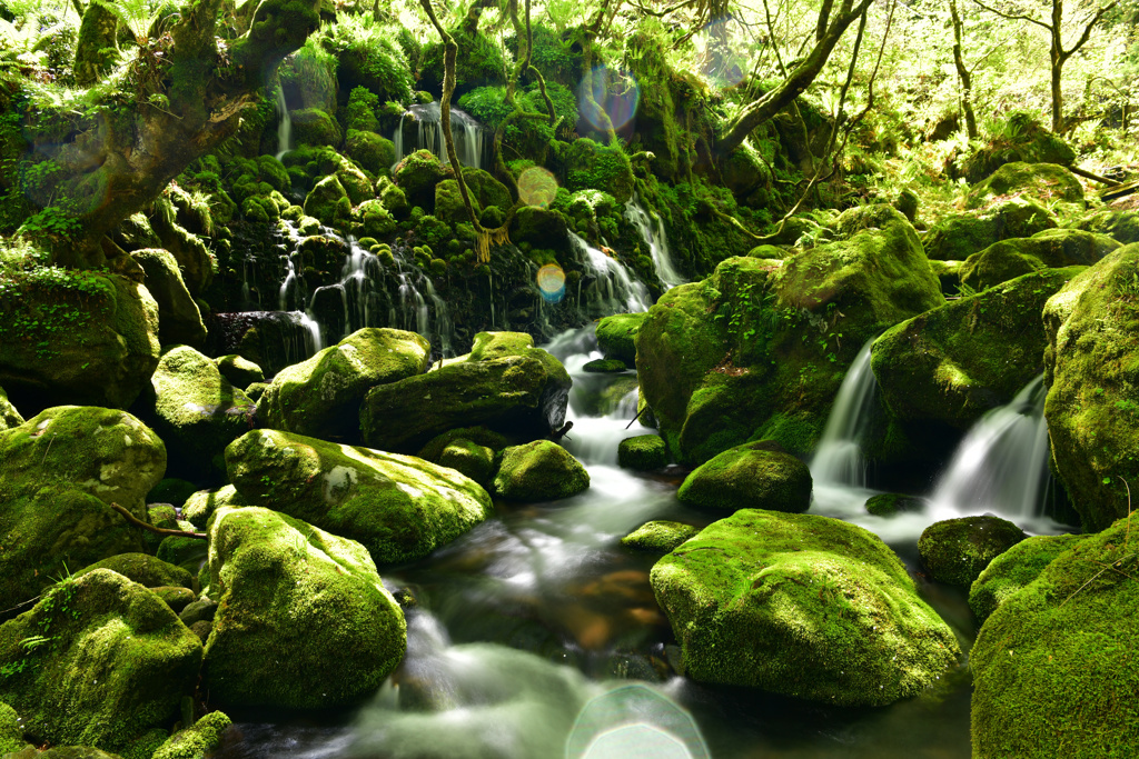 木漏れ日の湧水