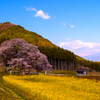 春薫　長野県高山村2013