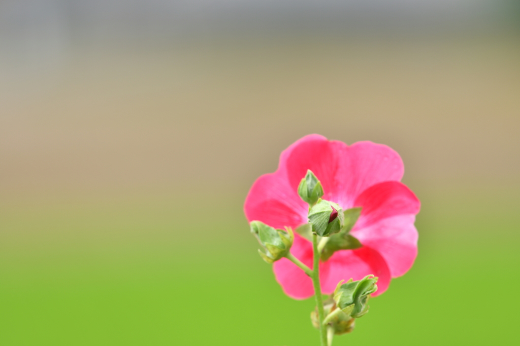 花裏の夢