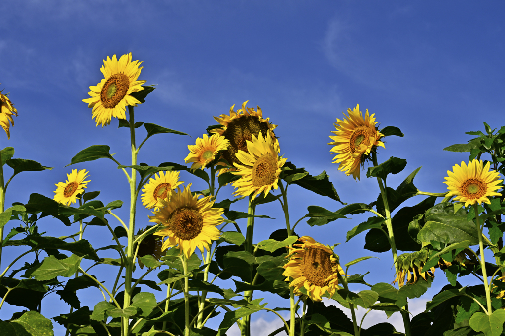 夏空の花