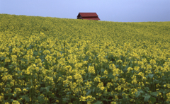 大地の赤い屋根Ⅳ　2005北海道美瑛   （富良野市）