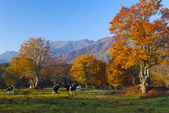 2009長野笹ヶ峰牧場の秋