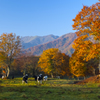 2009長野笹ヶ峰牧場の秋