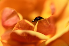 訪問虫Ⅺ　薔薇　2つ星テントウムシ