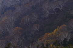 夕光（ゆうかげ）の白樹