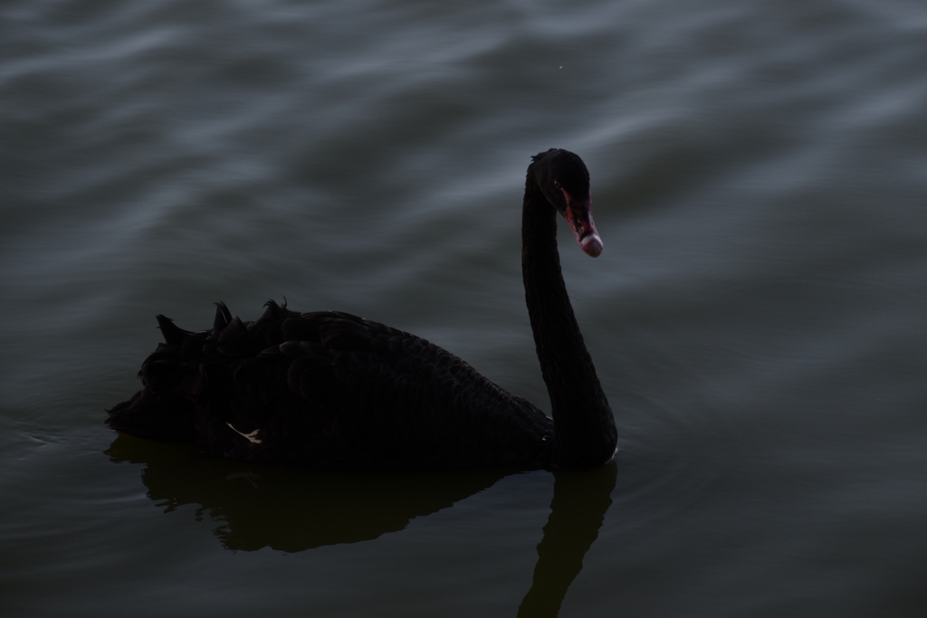 black swan 2