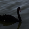 black swan 2