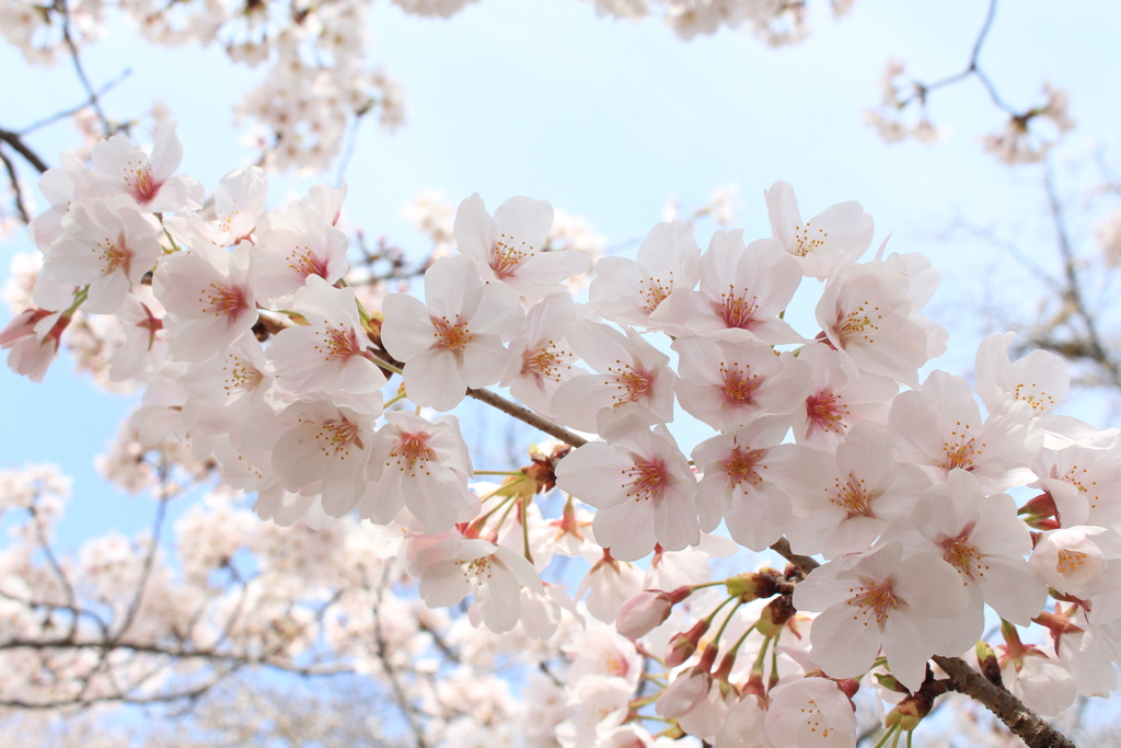 桜と晴天