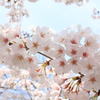 桜と晴天