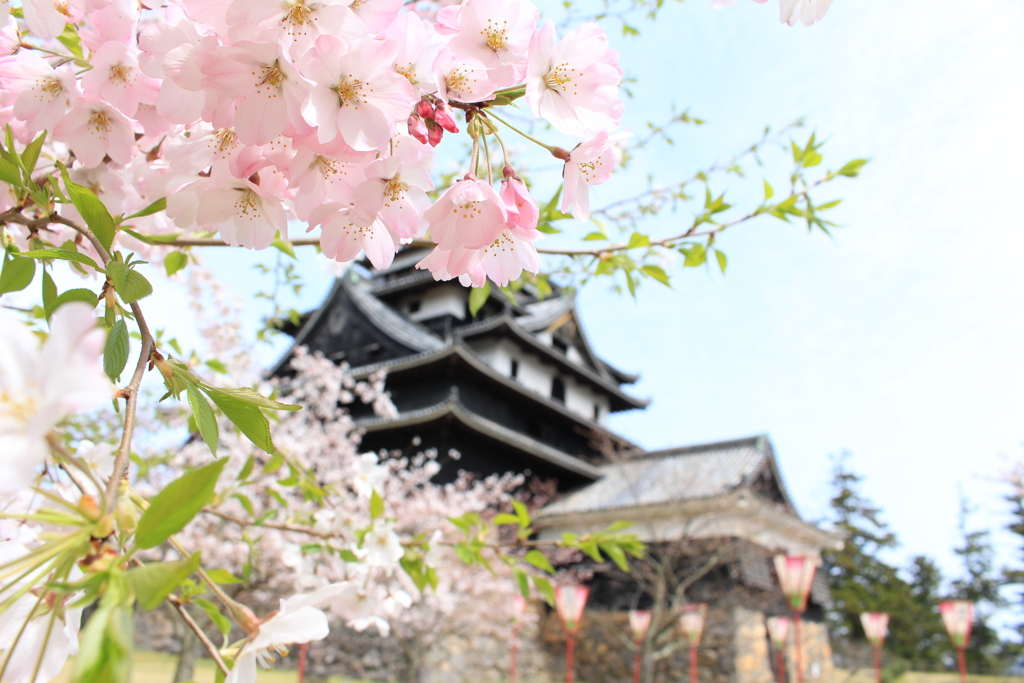 桜〜お城を添えて〜