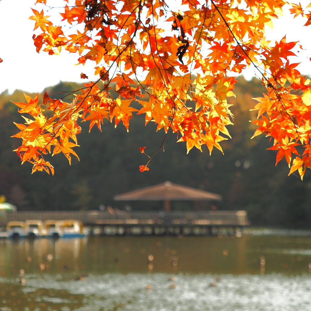 井頭公園