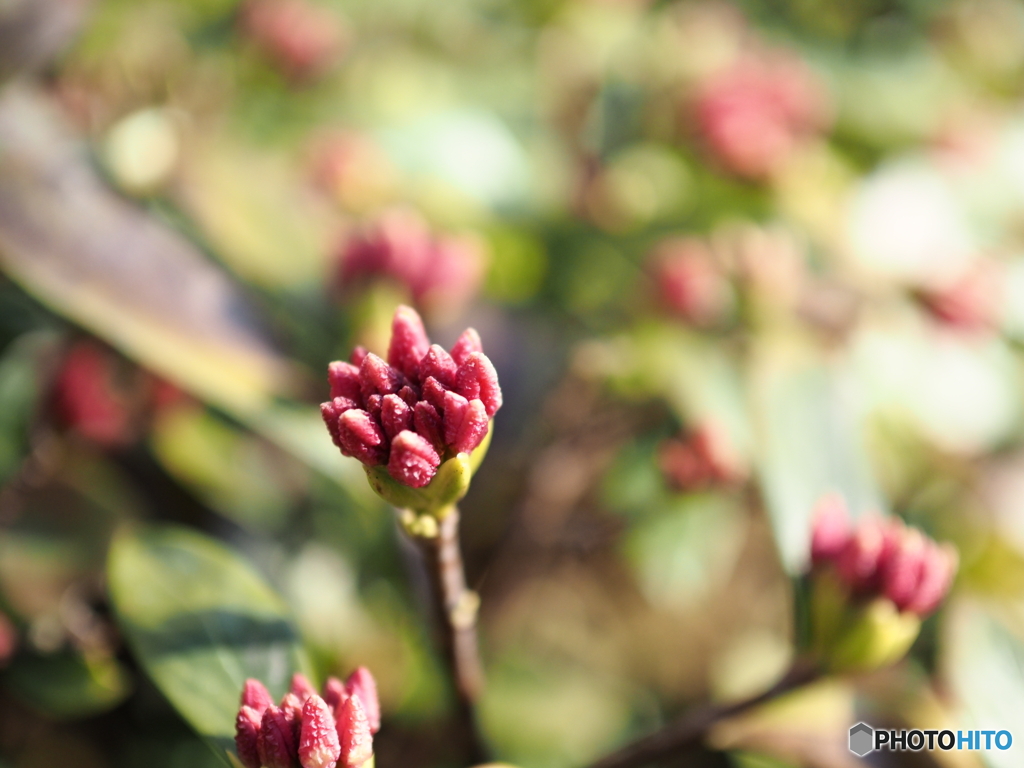 沈丁花