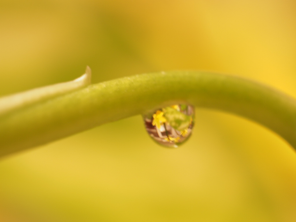 水滴の中に花