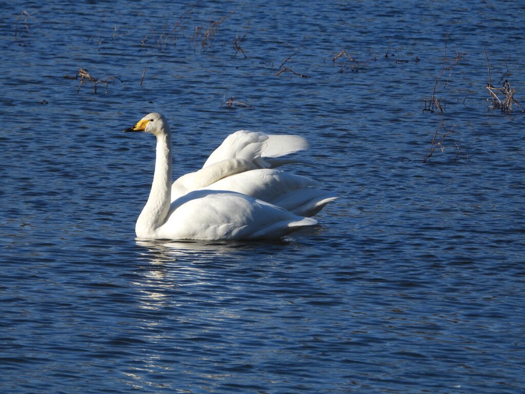 大沼公園の白鳥