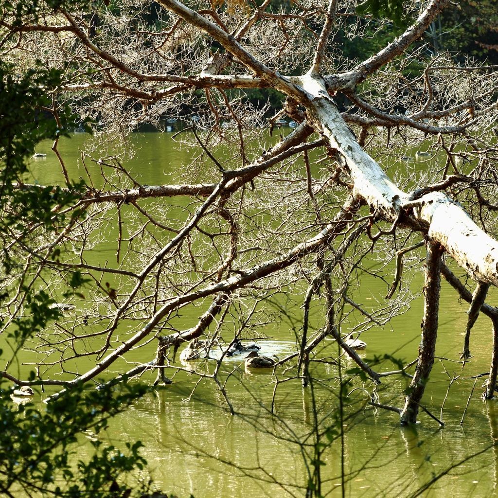 井頭公園