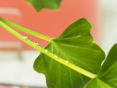 茎に水滴