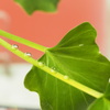 茎に水滴
